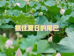 -莘庄公园