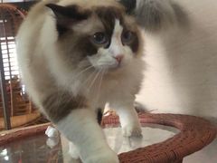 -蓝鲸·缅因猫舍