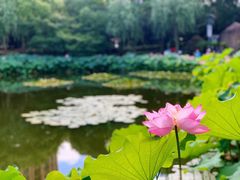 -陈家山荷花公园