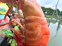 -水岸居湖景农家乐·阳澄湖大闸蟹