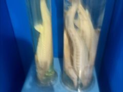 -上海海洋大学鱼文化博物馆(军工路校区)