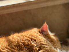 -悠尼宠物·独立低压伊珊娜洗护·美容·寄养(兰谷路店)