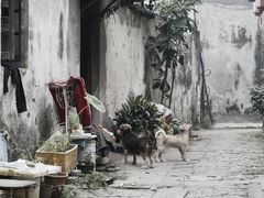 -同里国家湿地公园