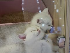 -爪爪喵星球·猫舍(前海卓越店)