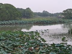 -梁鸿国家湿地公园