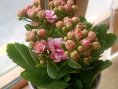 -长颈鹿咖啡(大学路店)