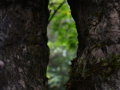 -山王坪喀斯特国家生态公园