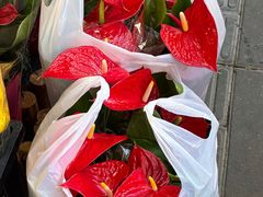 -溪岸路花鸟市场