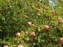 -中华石雕艺术园