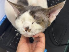 -宠福鑫康馨动物医院·骨科·眼科