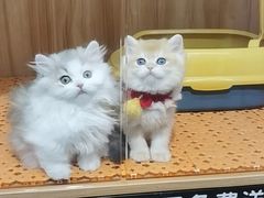 -欣宠猫屋·矮脚拿破仑·蓝金金渐层