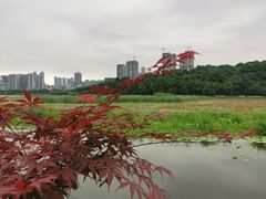 -月湖风景区