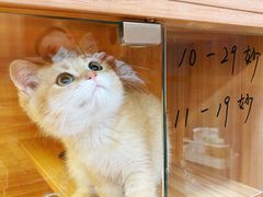 -猫十亿·布偶金渐层·曼基康矮脚猫舍(青年路店)