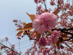-高东镇樱花园