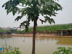-海鸥岛河景湖大排档