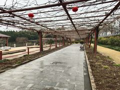 -嘉定紫藤园