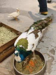 点击看大图 -Zoolung Zoolung动物主题公园(海信广场店)