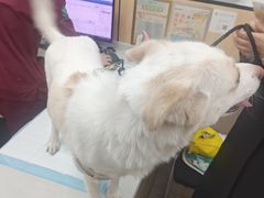 -瑞派雷欧宠物医院·24h夜诊·心脏骨科牙科·全科重症转诊中心(无影山店)