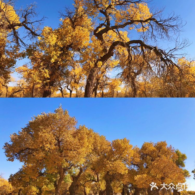 《英雄》取景地额济纳旗🍂绝美胡杨林