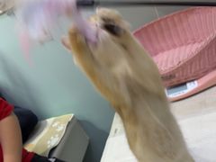 -纳吉亚猫专科动物医院·北北分院