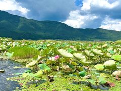 -腾冲北海湿地