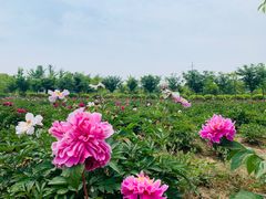 -扬州芍药园(仪征市)