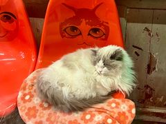-猫咪博物馆(顶澳仔猫街店)