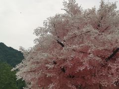 -四川省成都市彭州市白鹿镇