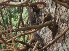 -槟城植物园