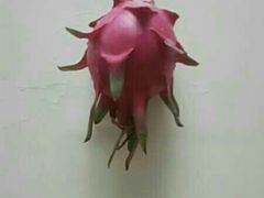 -惠州惠阳丽景国际花园酒店(市政广场店)