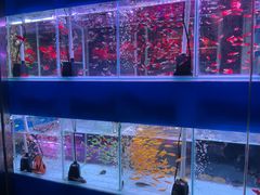 -花鸟鱼虫鲜花绿植市场(玉泉路店)