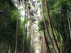 -中国科学院西双版纳热带植物园
