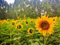 -奥林匹克森林公园北园-停车场