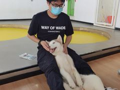 -Husky Go! 哈士奇体验馆·宠物咖啡厅狗咖