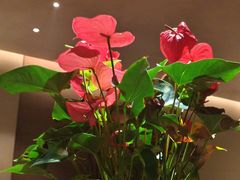 -苏帮袁·竹(北京坊店)