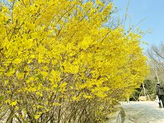 -北京西山国家森林公园