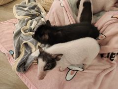 -浣熊柯尔鸭土拨鼠·电玩咖