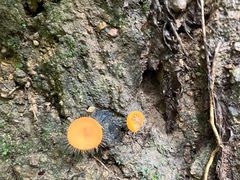 -西双版纳原始森林公园