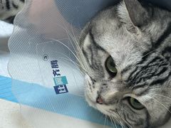 -全心全意连锁动物医院·微创中心·内科急重症·心脏专科(丰管路店)