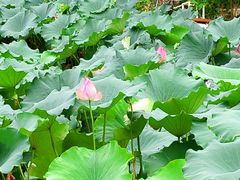 -荷花公园