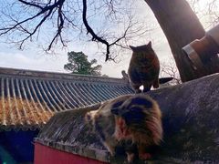 -大觉寺-停车场