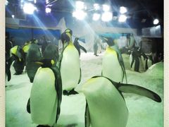 iphone_upload_pic-凯莉-塔尔敦海洋生物水族馆
