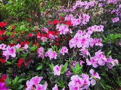 -铁山坪森林公园