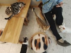 -飞行喵MR PILOT|猫舍·猫咖(静安大融城店)