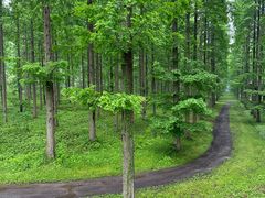 -黄海国家森林公园