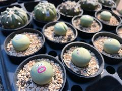 -瑞虹新天地月亮湾