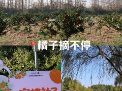 -上海长兴岛郊野公园