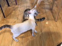 -Cappucimeow猫咪咖啡馆(韦伯时代店)