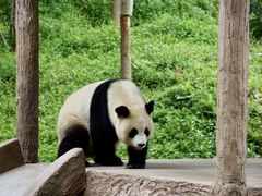 -中国大熊猫保护研究中心雅安碧峰峡基地