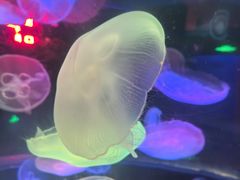 -太平洋海底世界